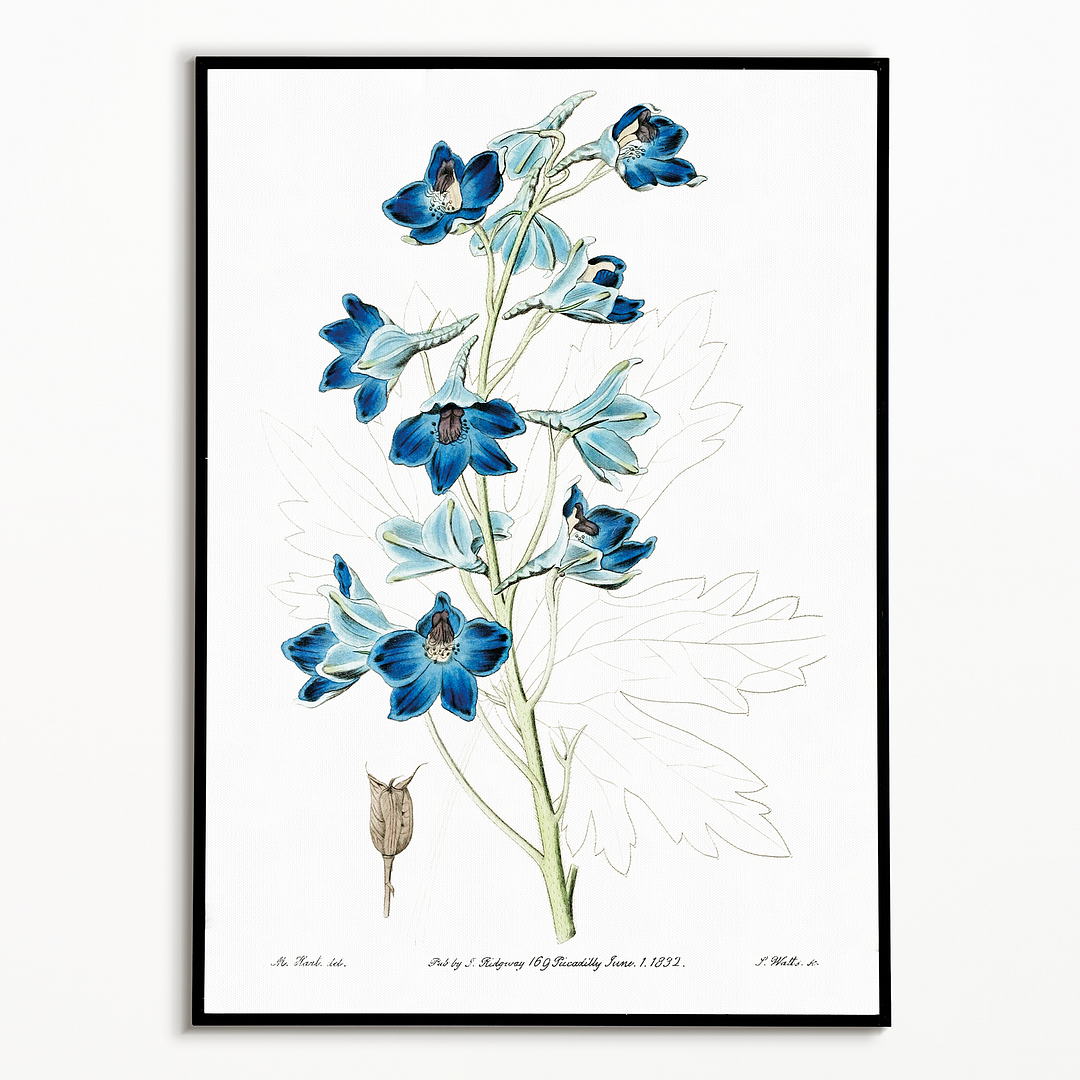 Rough stemmed tulip - Art Print