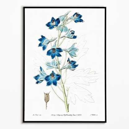 Shewy delphinium - Art Print