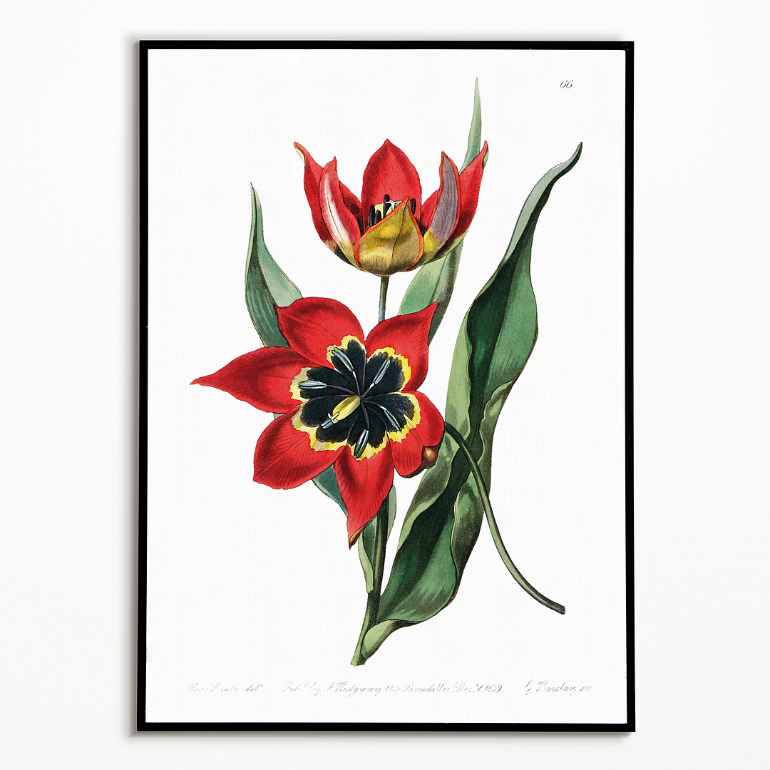 Strong smelling tulip - Art Print