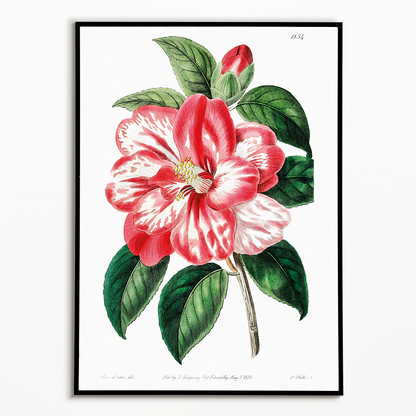 Donckelaer's japan camelia - Art Print