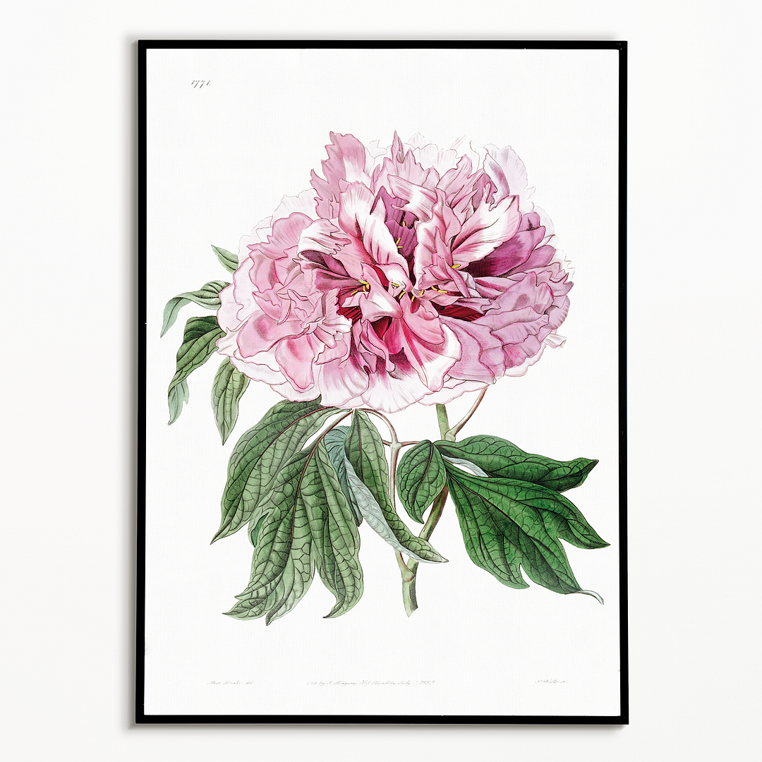 Double red curled tree peony - Art Print