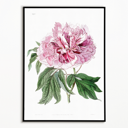 Double red curled tree peony - Art Print