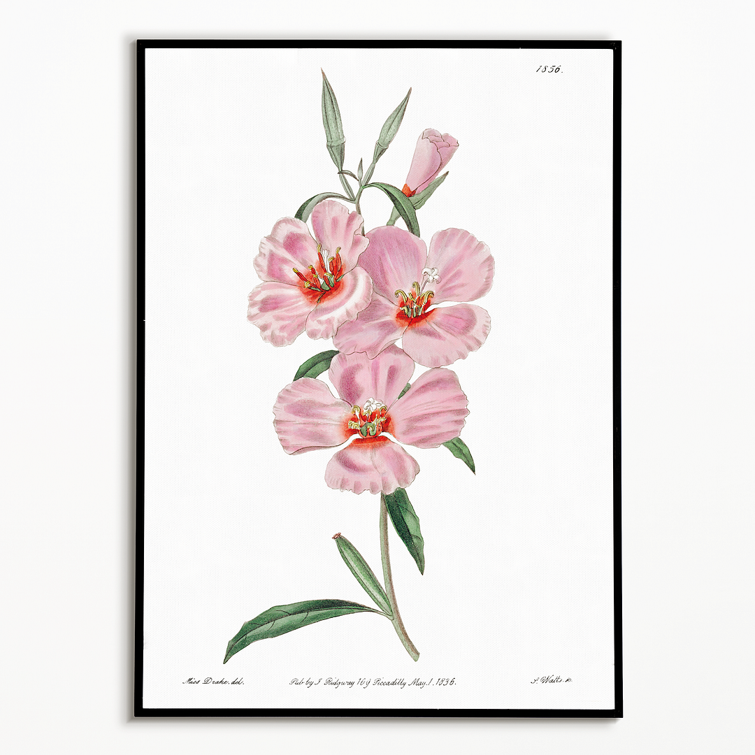 Ruddy godetia - Art Print