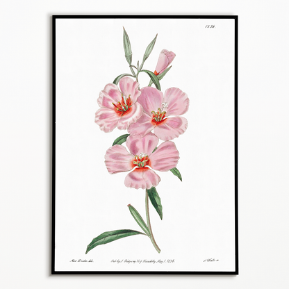 Ruddy godetia - Art Print