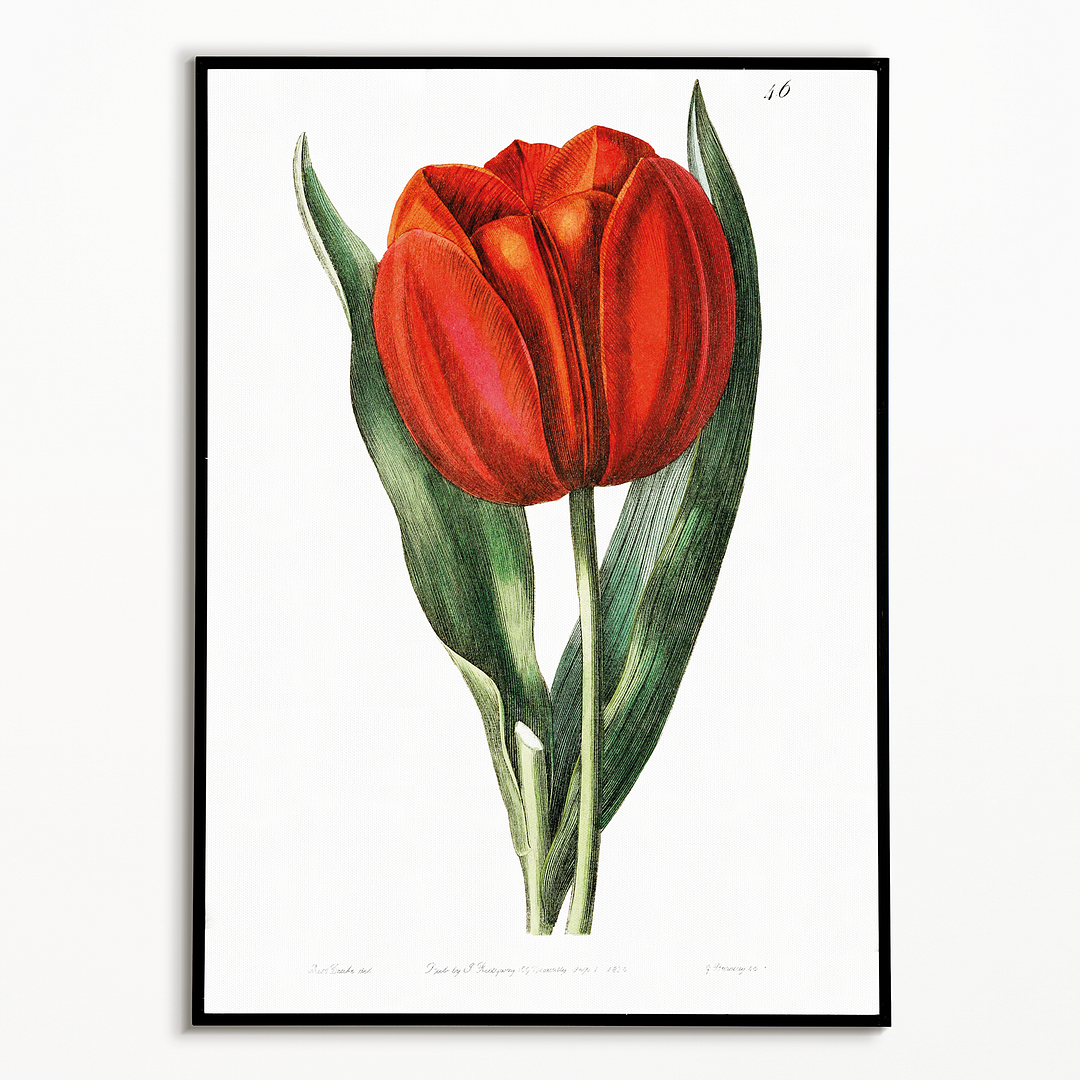 Gesner's tulip - Art Print