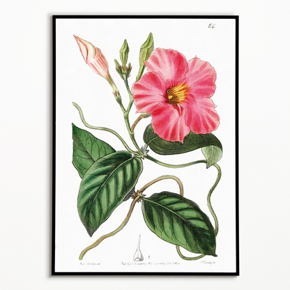 Knob-jointed dipladenia - Art Print