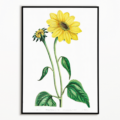 Trumpet stalked sunflower - Art Print