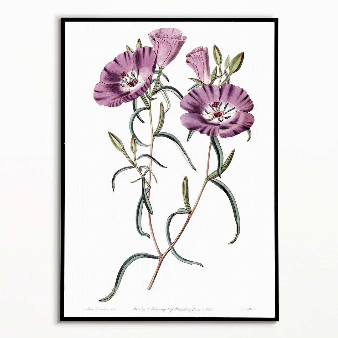 Large Purple Chilian Evening Primrose - Art Print