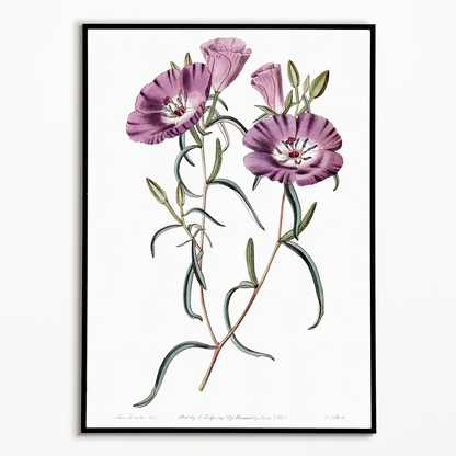 Large Purple Chilian Evening Primrose - Art Print