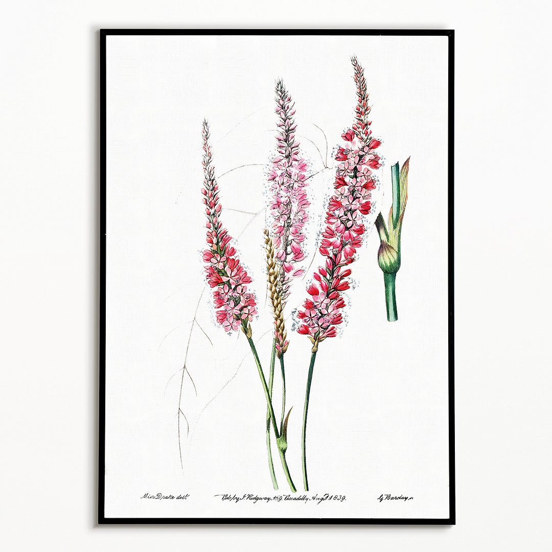 Stem-clasping polygonum - Art Print