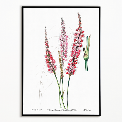 Stem-clasping polygonum - Art Print