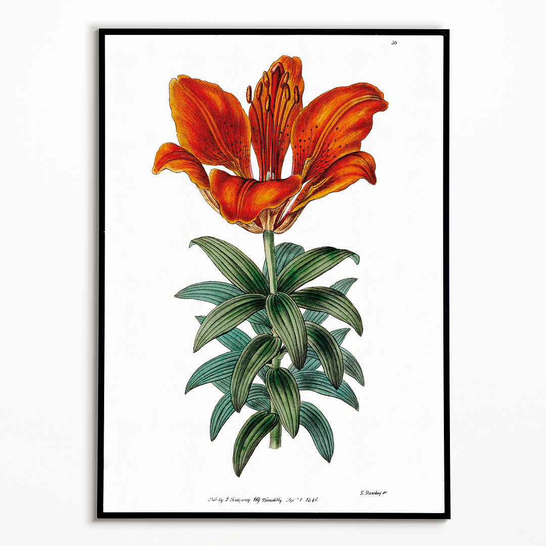 Blood red lily - Art Print