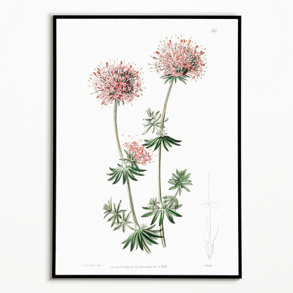 Long-styled crucianella - Art Print