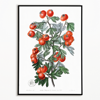 Sweetest-scented hawthorn - Art Print