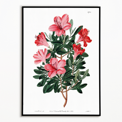 The brick-red Chinese azalea - Art Print