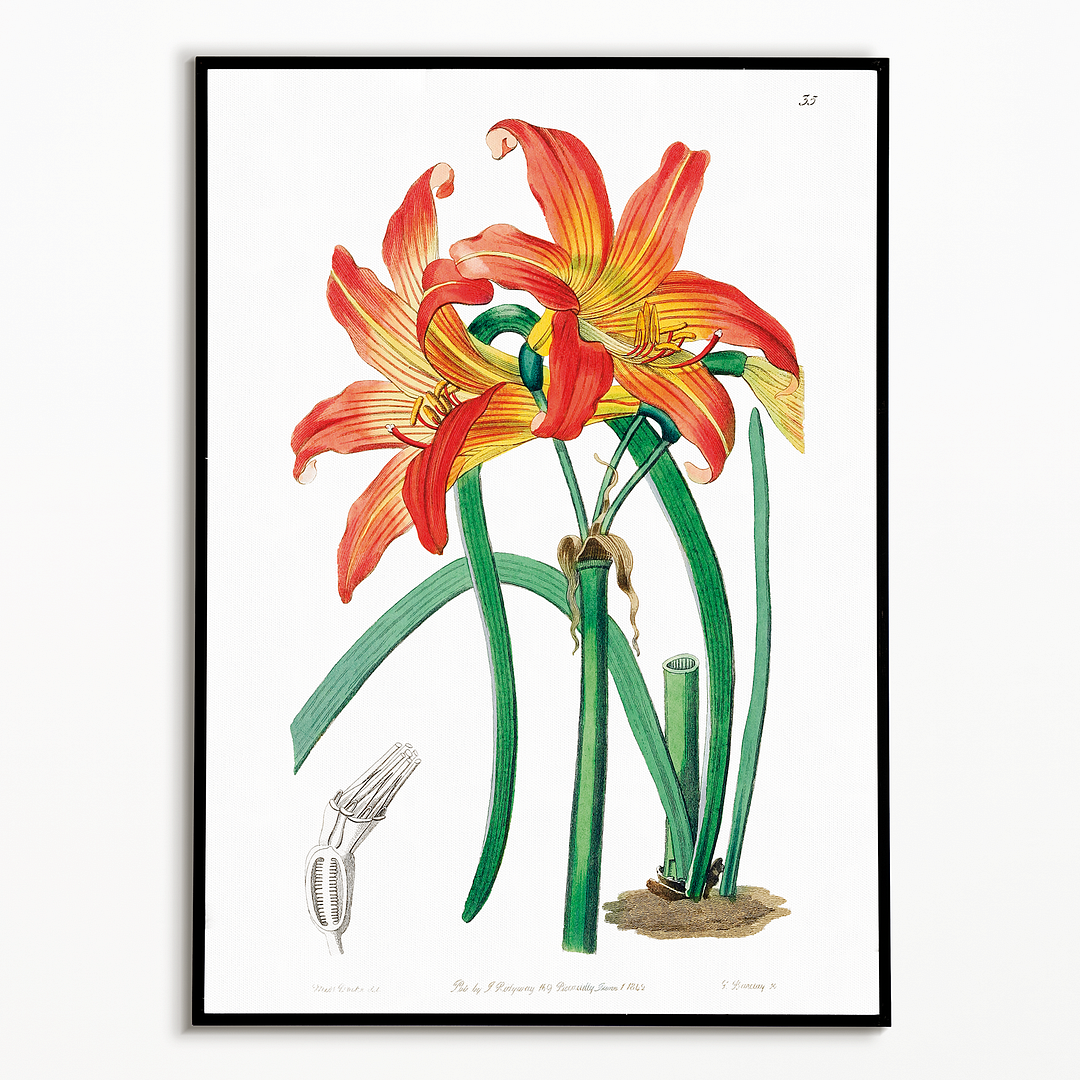 Meadow habranthus - Art Print