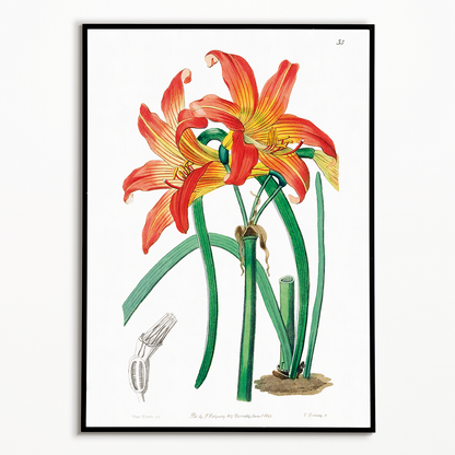 Meadow habranthus - Art Print