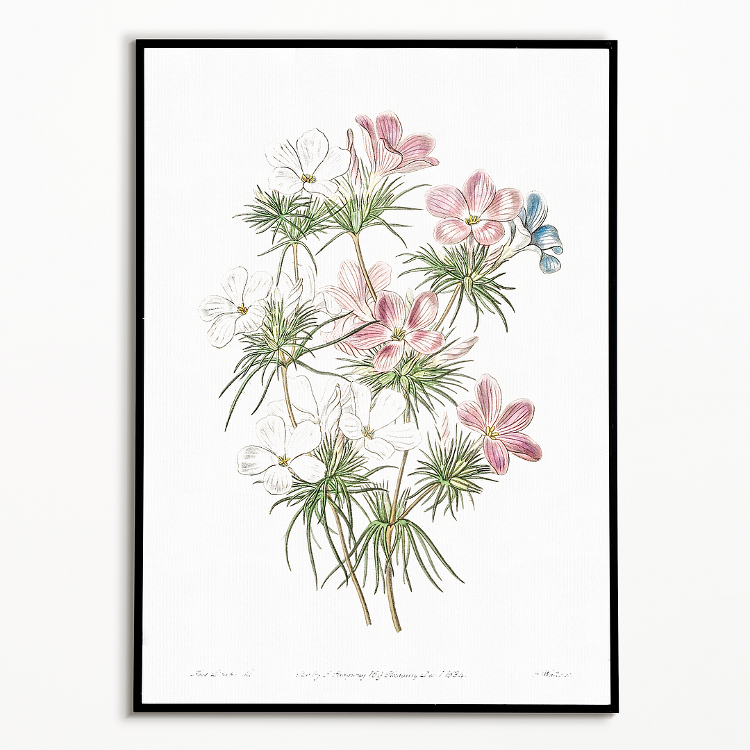 Thick-flowered slender-tube - Art Print