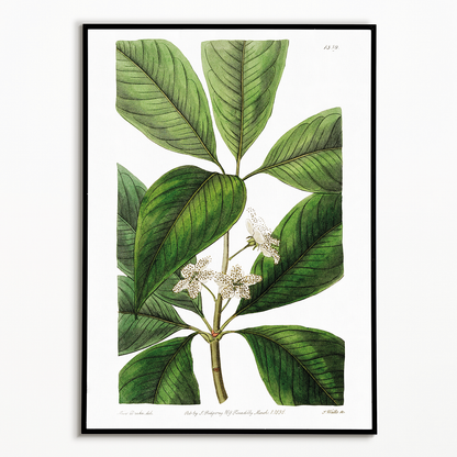 Large-leaved tristania - Art Print