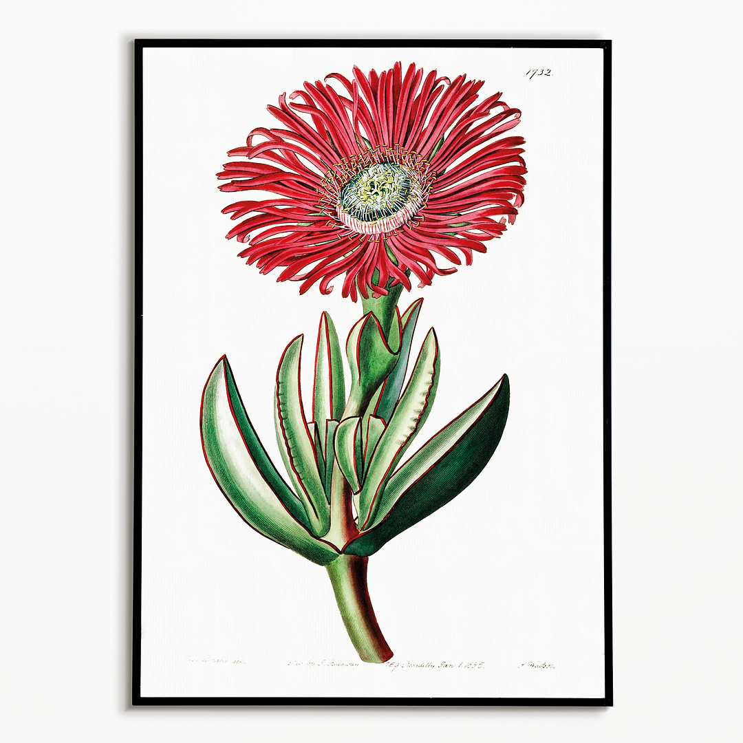 Red-Edged Fig Marigold - Art Print