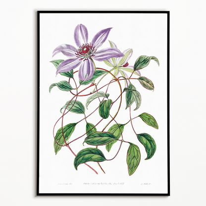 Violet clematis flower - Art Print