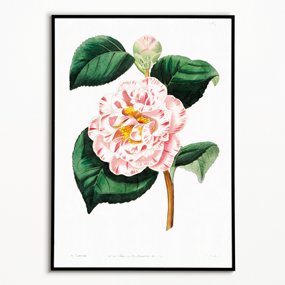 Gray's invincible camellia - Art Print