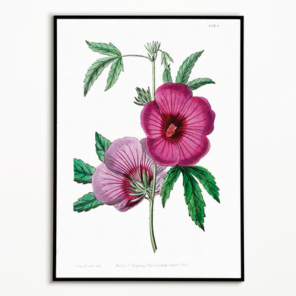 Mr.Lindley's Hibiscus - Art Print