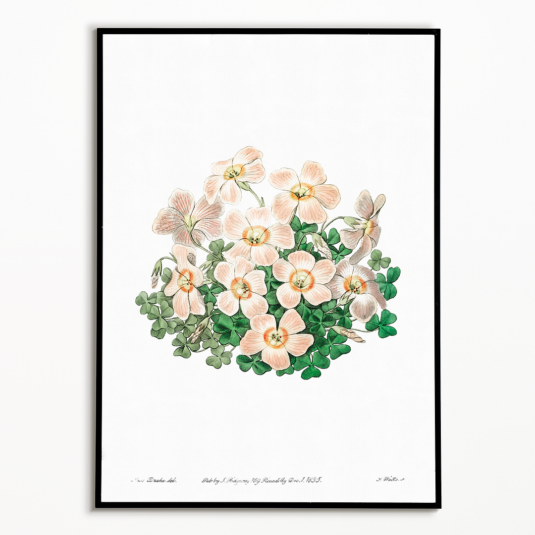 Piotta's oxalis flowers - Art Print