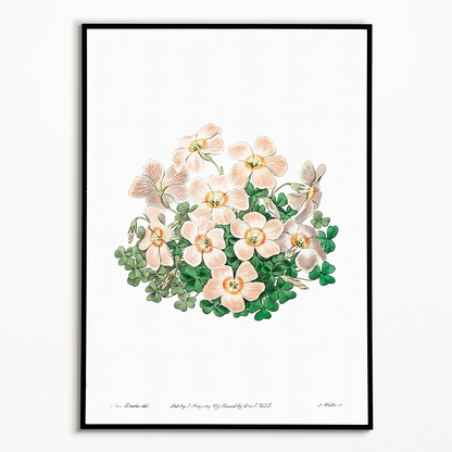 Piotta's oxalis flowers - Art Print