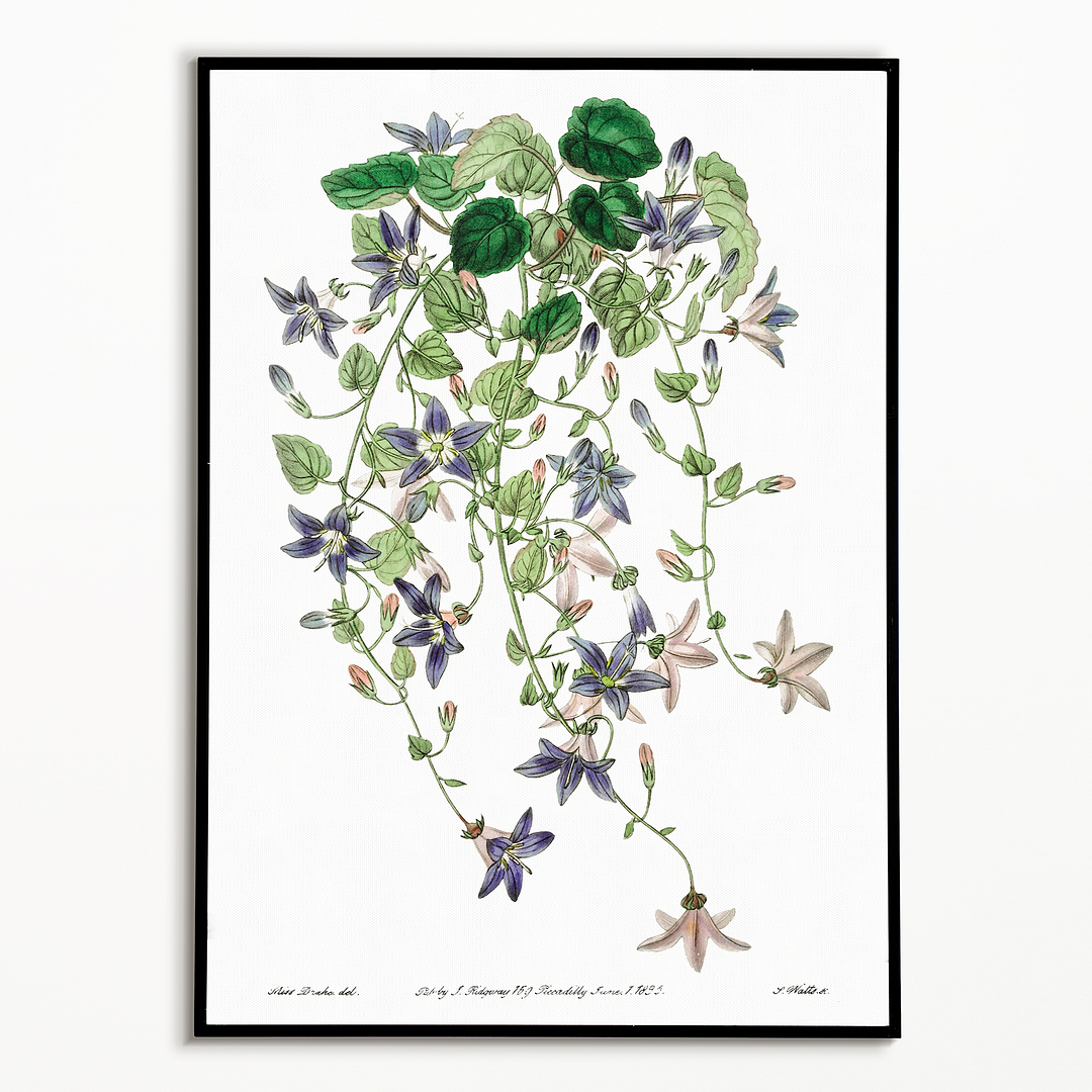 The harebell of St.Angelo - Art Print