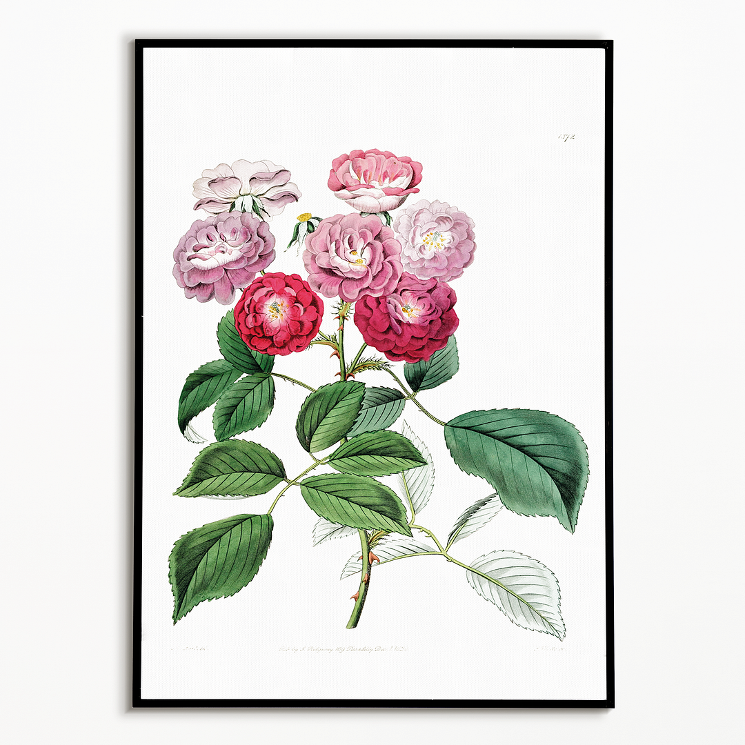 The seven sister's rose - Art Print