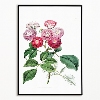 The seven sister's rose - Art Print