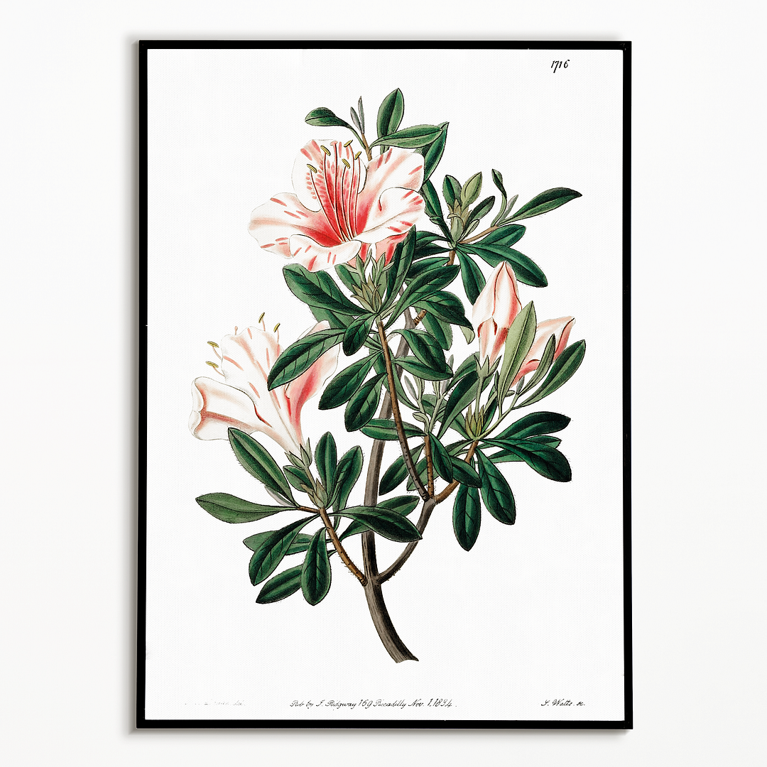 The variegated Chinese azalea - Art Print