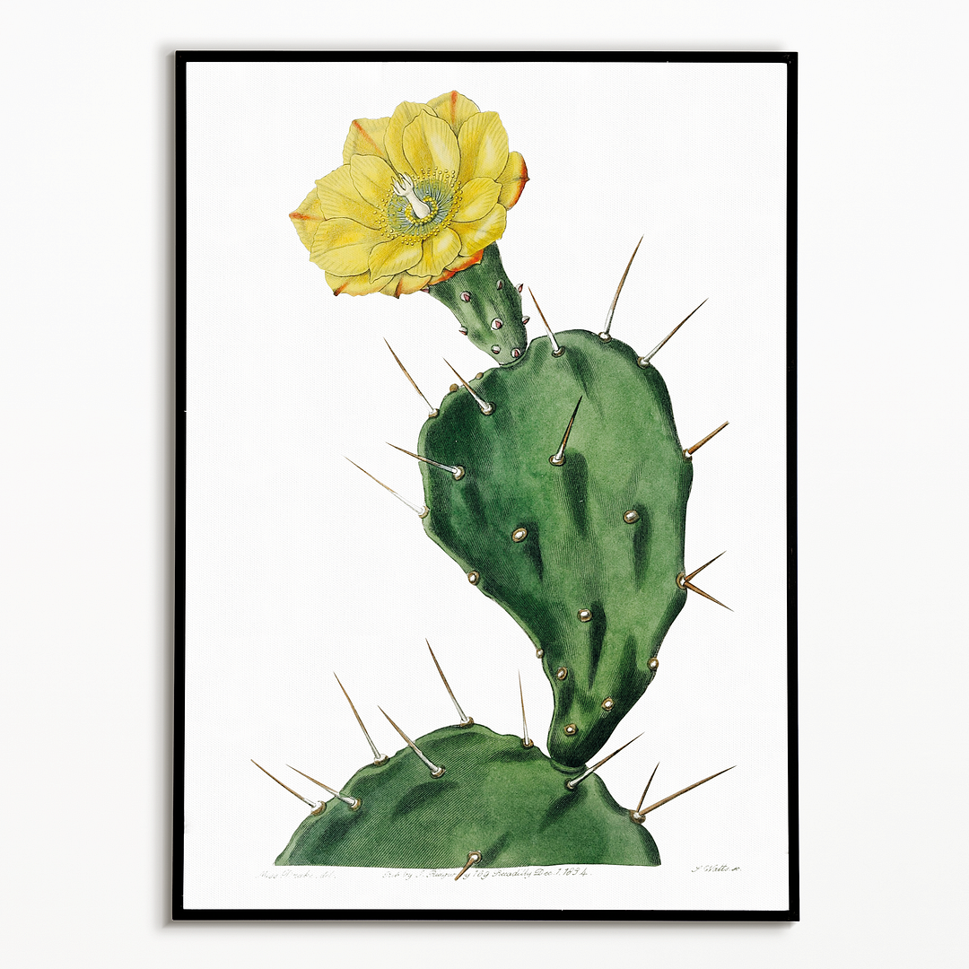 One spined opuntia - Art Print