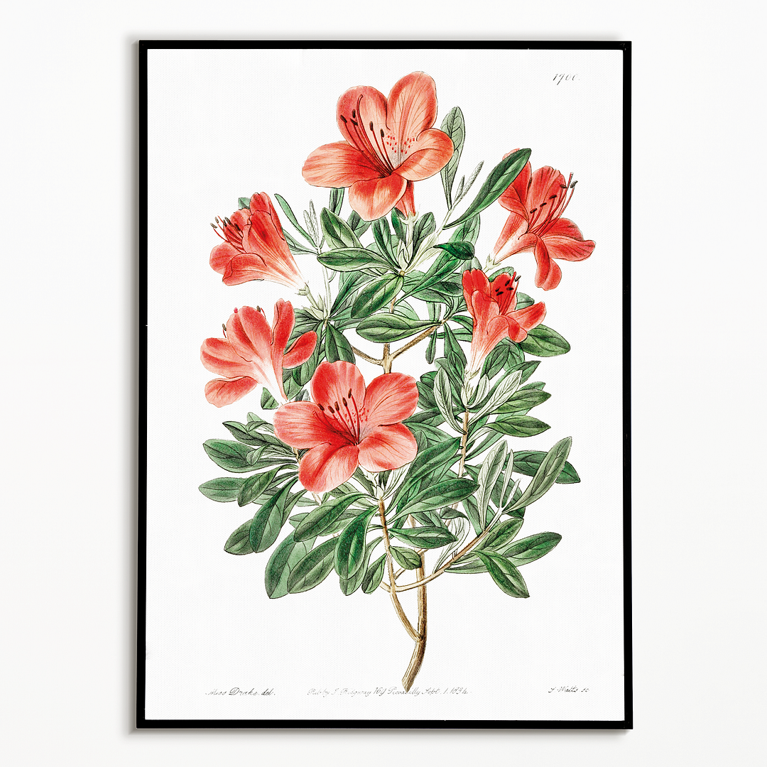 The brick-red Chinese azalea - Art Print