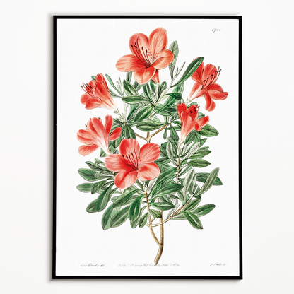 The brick-red Chinese azalea - Art Print