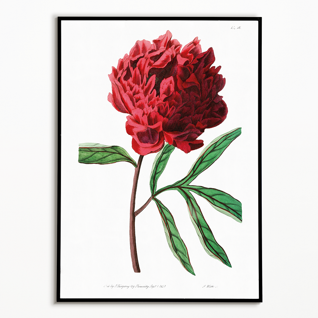 Pott's Chinese peony - Art Print