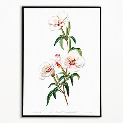 Wine-stained godetia - Art Print