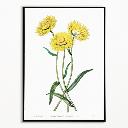 Two-coloured Helichrysum - Art Print