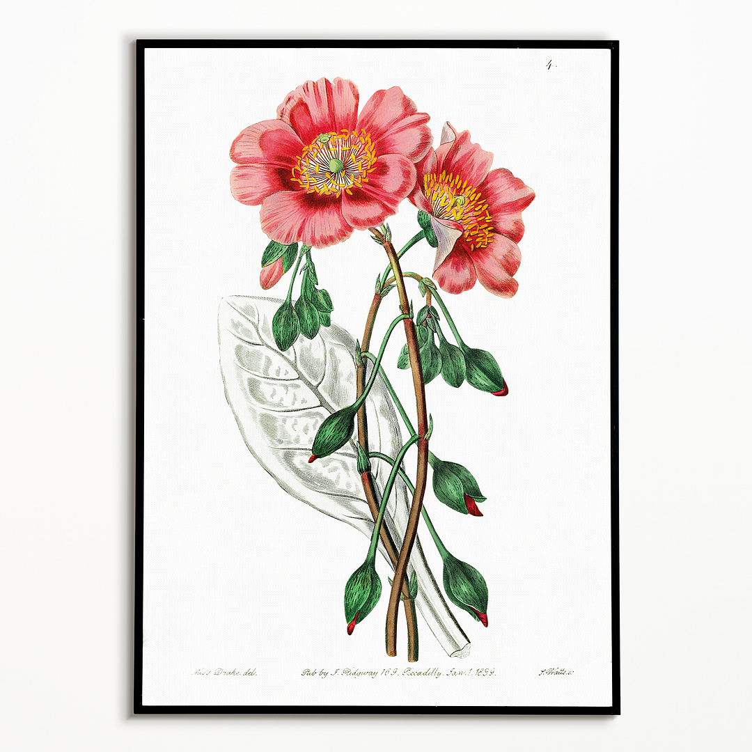 Discolored calandrinia - Art Print