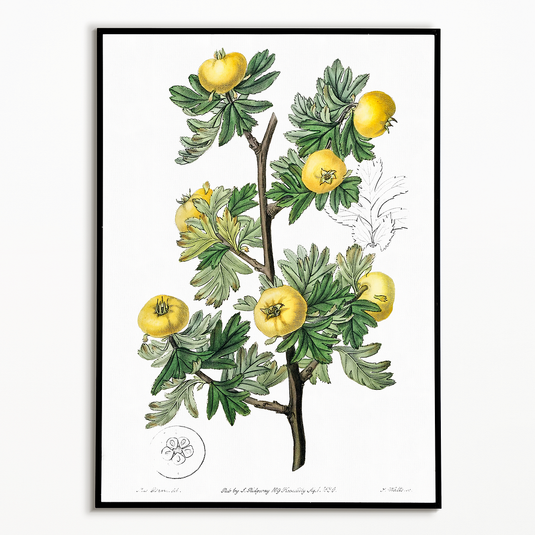 Tansy-leaved hawthorn - Art Print