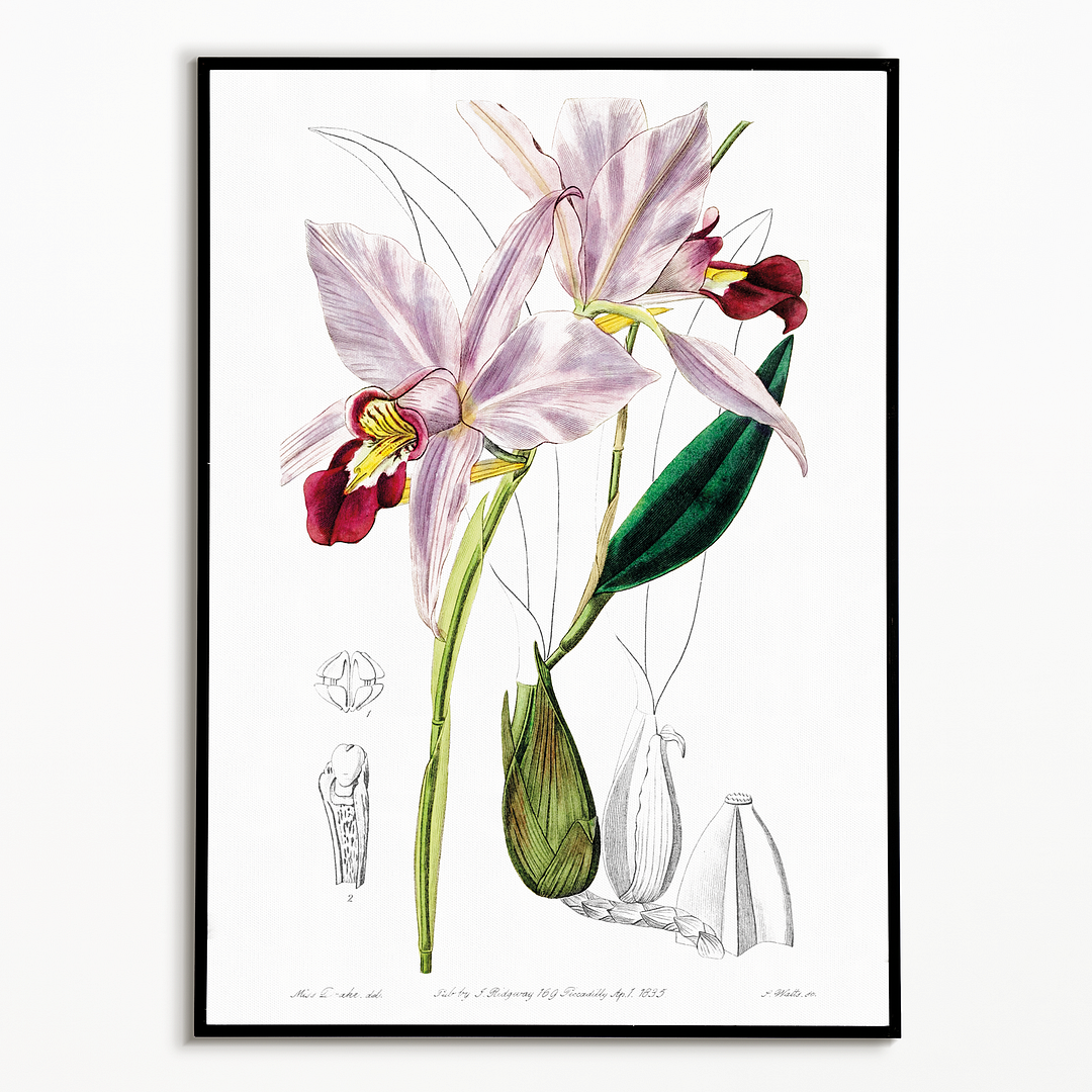 Bordered dwarf cattleya - Art Print