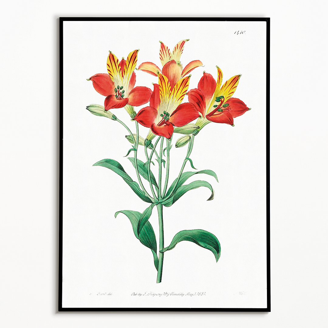 red speckled-flowered Alstromeria  - Art Print