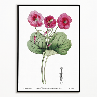 Bowie's oxalis - Art Print