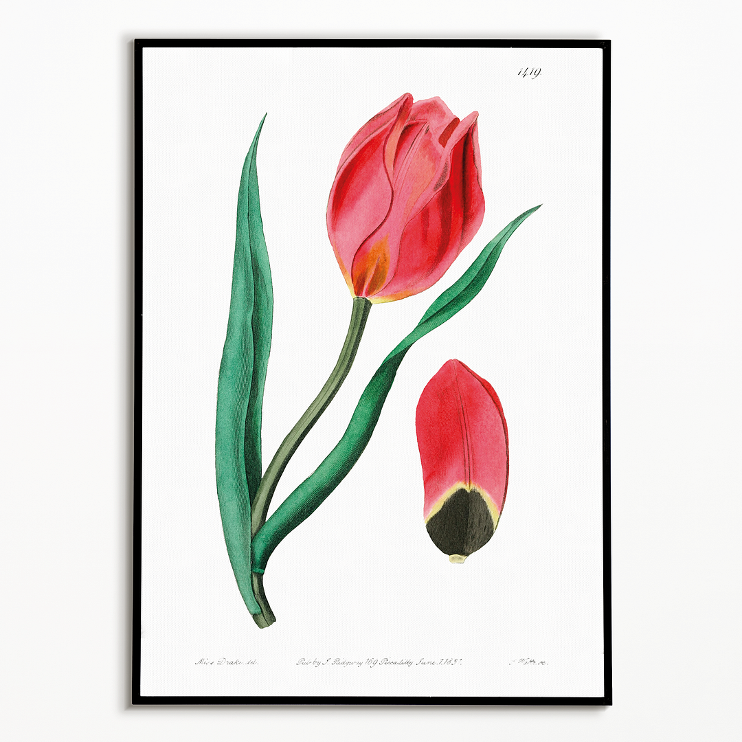 The Early Sun's Eye Tulip - Art Print