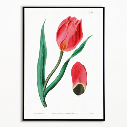 The Early Sun's Eye Tulip - Art Print