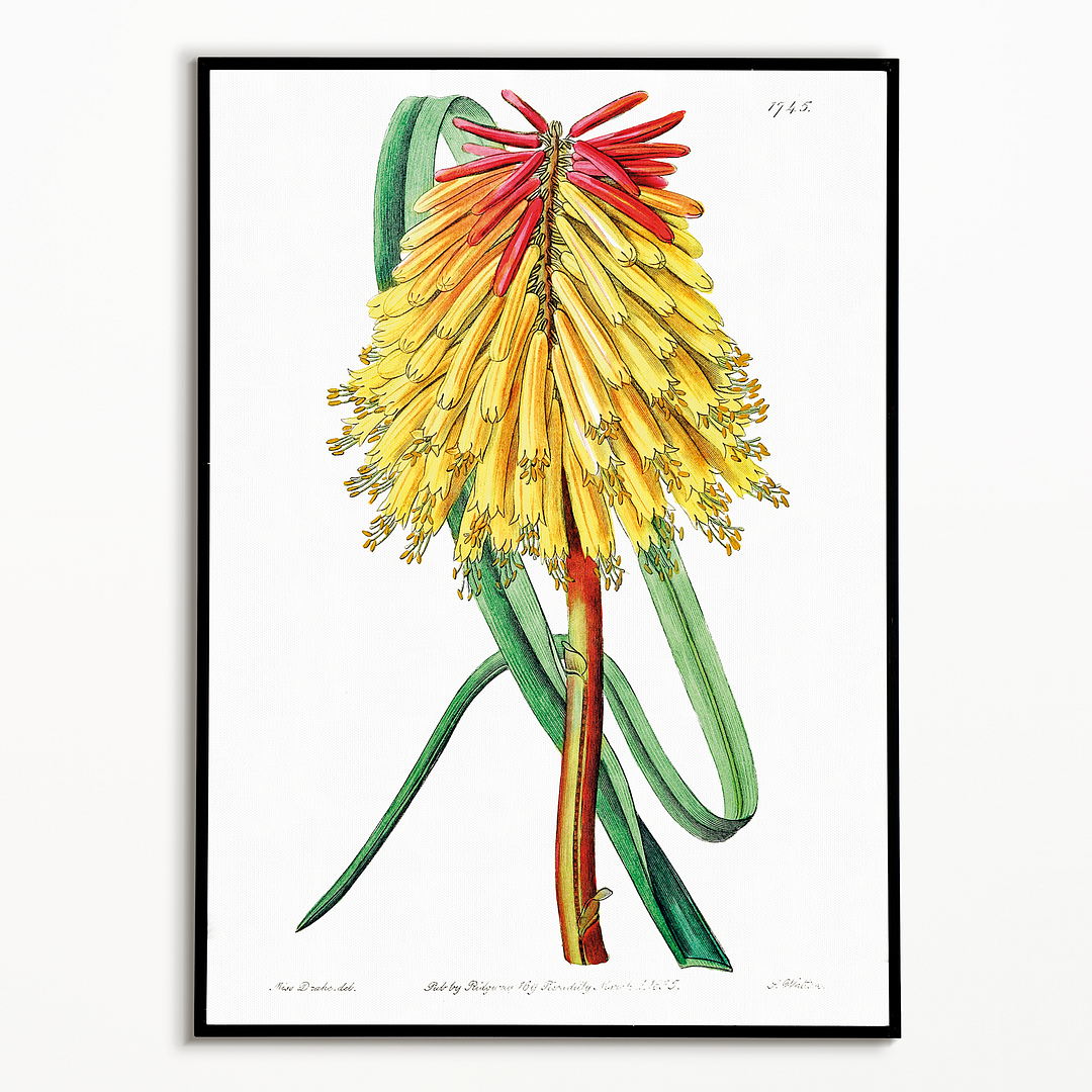 Burchell's tritoma - Art Print