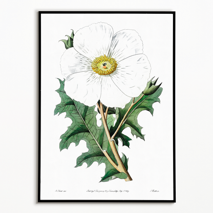 Large-flowered Mexican poppy - Art Print