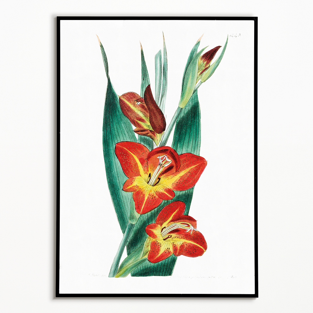 The parrot gladiole - Art Print