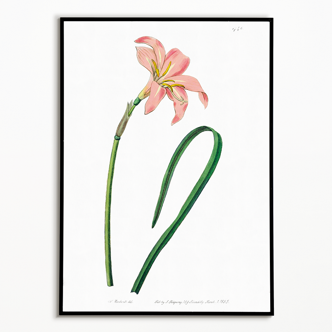 Spofforth Zephyranthes - Art Print